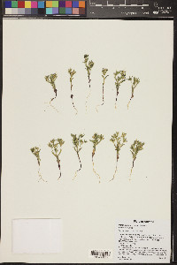 Phlox gracilis image