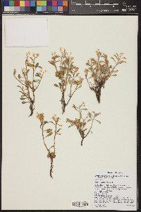 Ericameria cuneata var. spathulata image