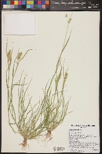 Cenchrus spinifex image