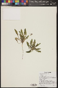 Oenothera primiveris image