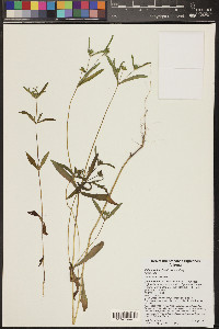 Melampodium longicorne image