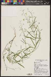 Desmodium rosei image