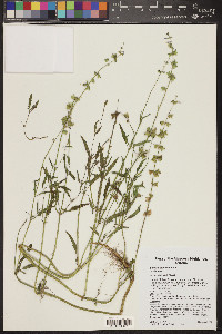 Salvia subincisa image