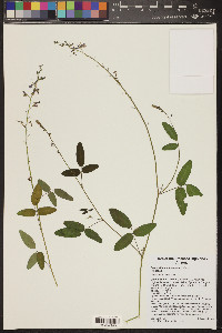 Desmodium batocaulon image