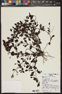 Mecardonia procumbens image