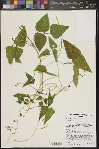 Phaseolus acutifolius image