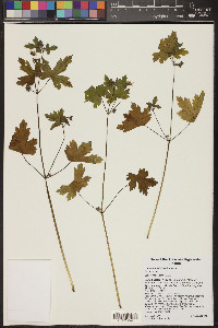 Geranium wislizeni image