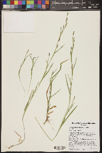 Hackelochloa granularis image