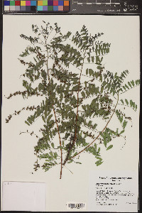 Indigofera sphaerocarpa image