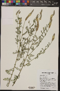 Dalea albiflora image