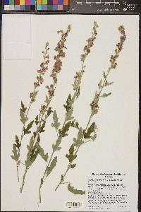 Sphaeralcea fendleri image