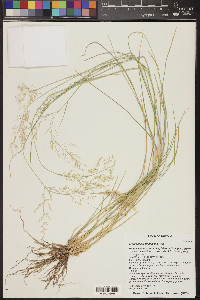 Eragrostis lehmanniana image