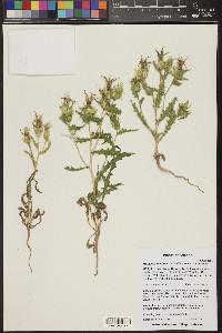 Mentzelia involucrata image