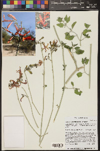 Justicia californica image