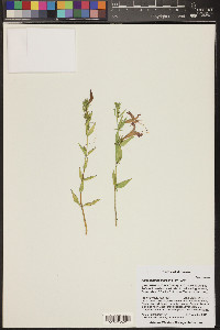 Anisacanthus thurberi image