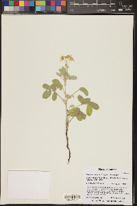 Senna covesii image