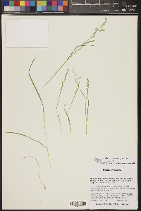 Poa bigelovii image