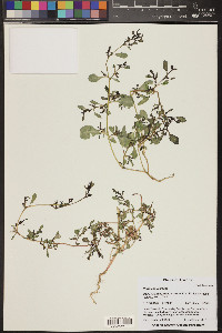 Portulaca oleracea image