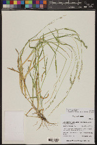 Eriochloa aristata image