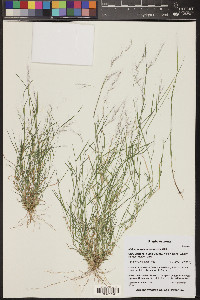 Muhlenbergia microsperma image