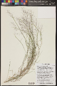 Muhlenbergia microsperma image