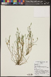 Elytraria imbricata image