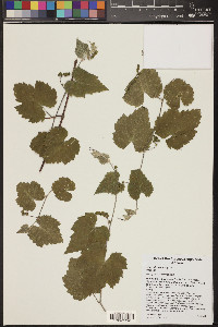 Vitis arizonica image