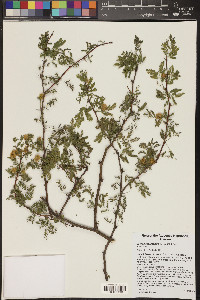 Vachellia farnesiana image