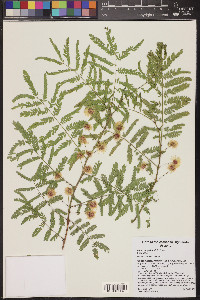 Mimosa grahamii image