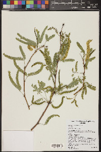 Prosopis velutina image