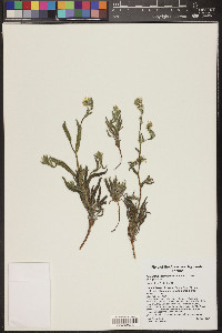 Amsinckia intermedia image