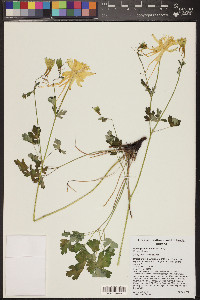 Aquilegia chrysantha image