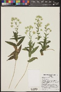 Brickellia amplexicaulis image