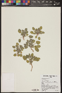 Eriogonum abertianum image