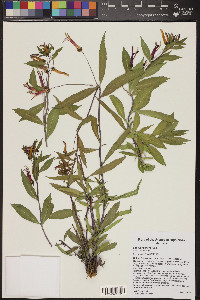 Lobelia laxiflora image