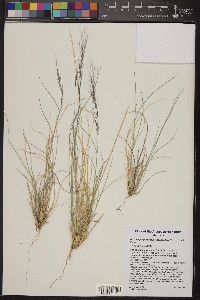 Aristida purpurea var. nealleyi image