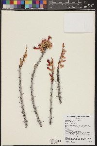 Fouquieria splendens image