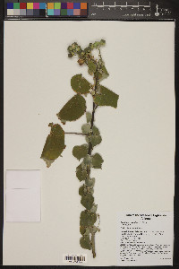 Abutilon reventum image