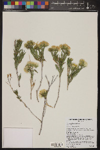 Trixis californica image