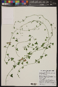 Maurandella antirrhiniflora image