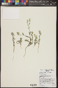 Cryptantha barbigera image