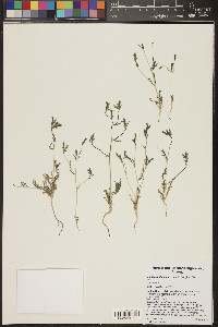 Mentzelia albicaulis image