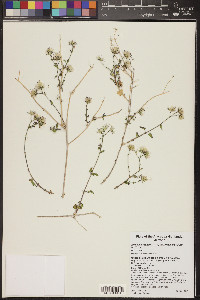 Brickellia coulteri image