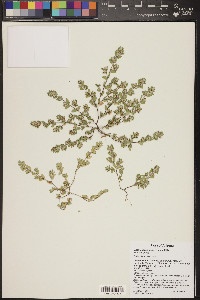 Chamaesyce dioica image