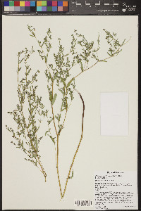 Chamaesyce hyssopifolia image