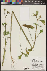 Euphorbia heterophylla image