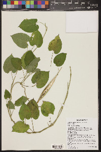 Matelea tristiflora image