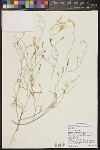 Ipomoea ternifolia image