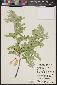 Dermatophyllum arizonicum image