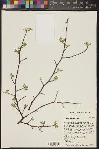 Bursera laxiflora image